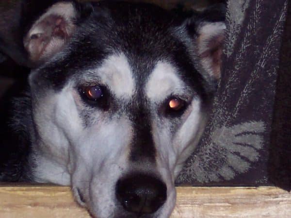 Beez the Dobrador, 2005