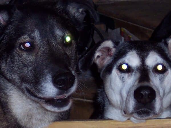 Beez and Beardog, 2005