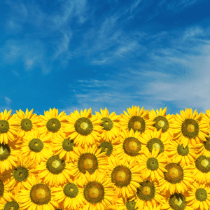 Sunflowers and Sky