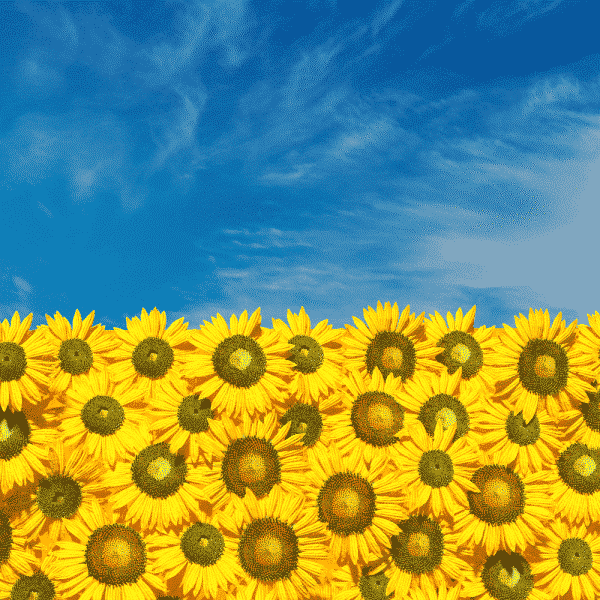 Sunflowers and Sky